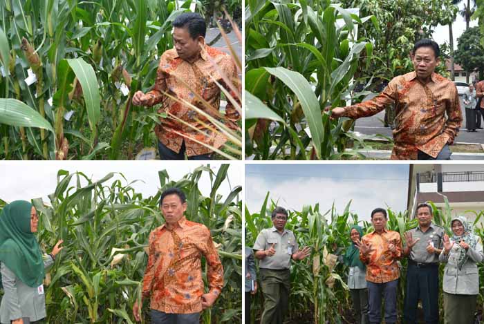 Jagung Tongkol 4 Inovasi Widyaiswara BBPP Ketindan Diapresiasi Momon Rusmono